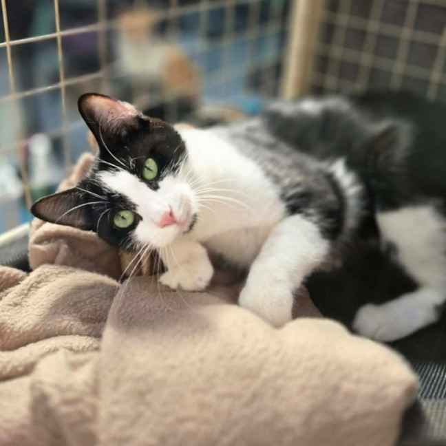 Photo of Elin ** 2nd Chance Cat Rescue *