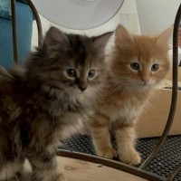 Photo of Ezra **2nd Chance Cat Rescue**