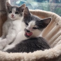 Photo of Evie ** 2nd Chance Cat Rescue **
