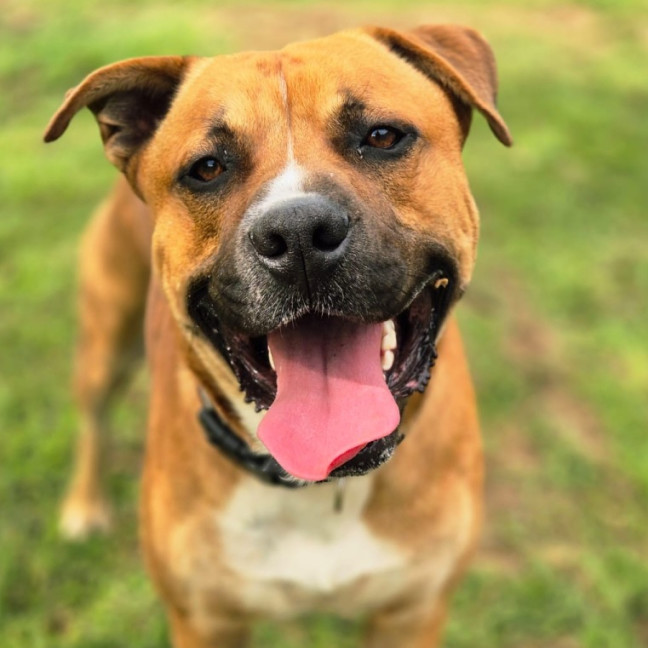 Photo of Ace