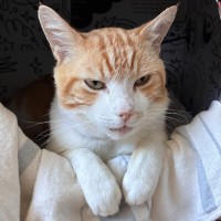 Photo of Ranger