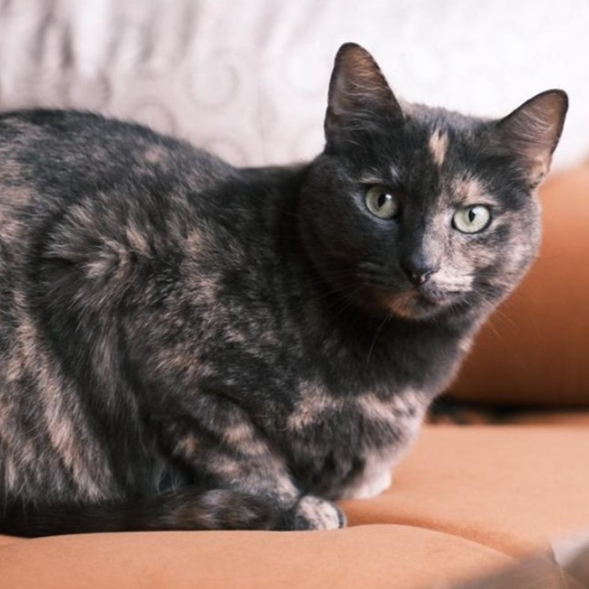 Photo of C1357 Pearl