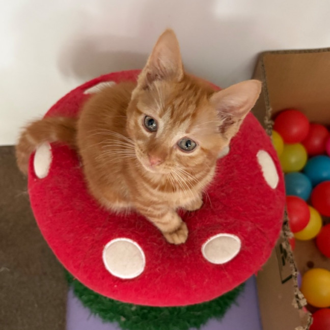 Photo of Roy Harper **2nd Chance Cat Rescue**