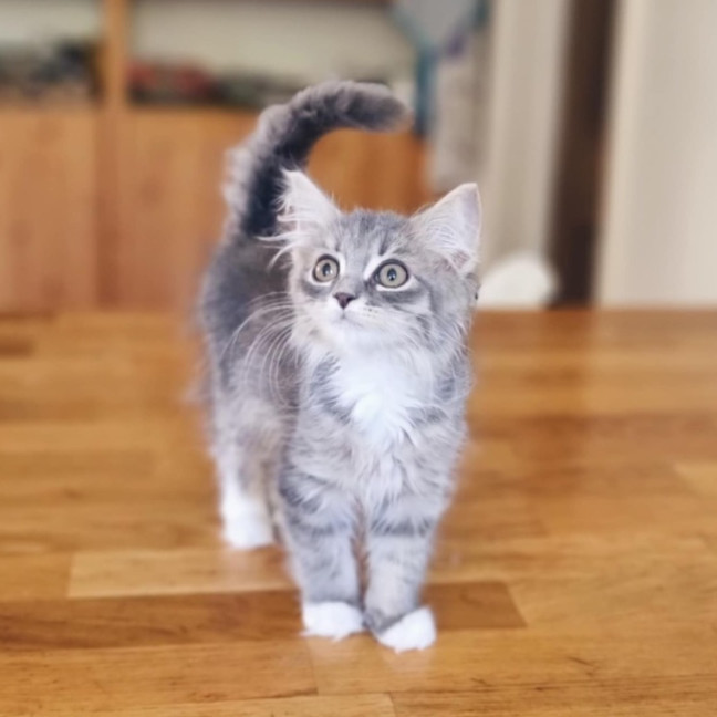 Photo of Mash   Located In Coburg