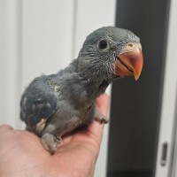 Photo of Indian Ringneck