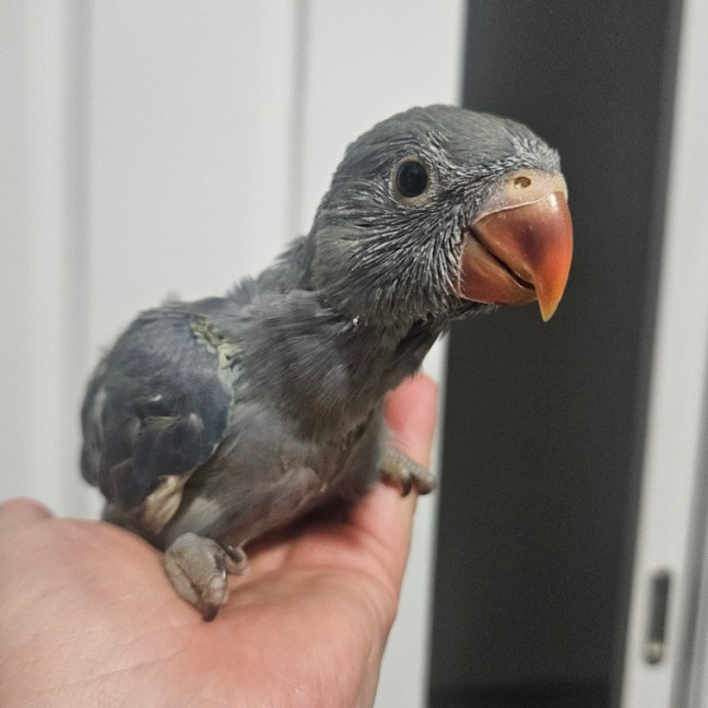 Photo of Indian Ringneck