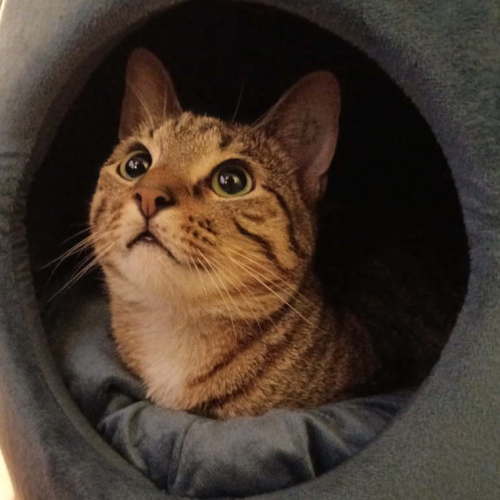 Lydia  - Domestic Short Hair (DSH) Cat