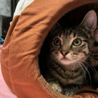 Photo of Juni ** 2nd Chance Cat Rescue **