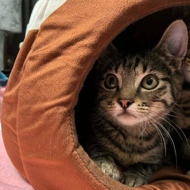 Photo of Juni ** 2nd Chance Cat Rescue **