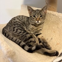 Photo of Constantine **2nd Chance Cat Rescue**