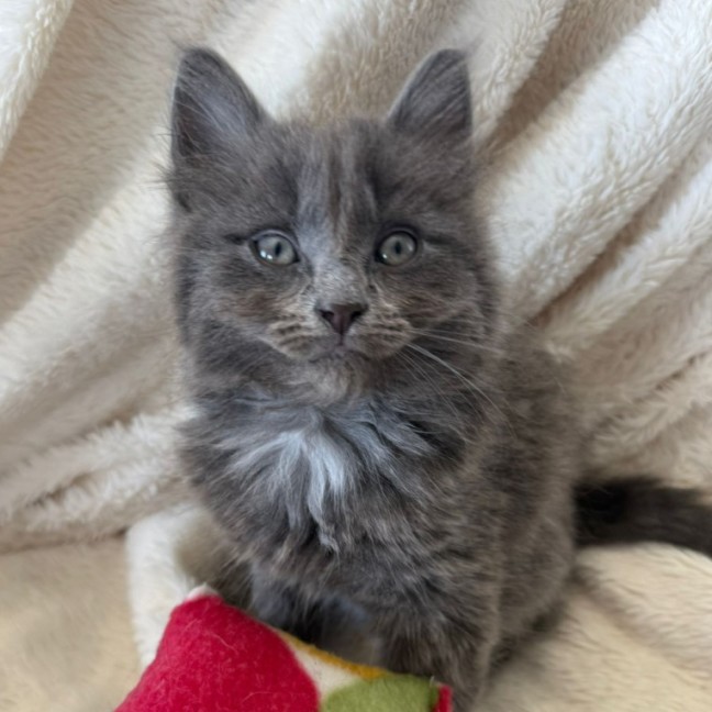 Photo of Hamilton 💙