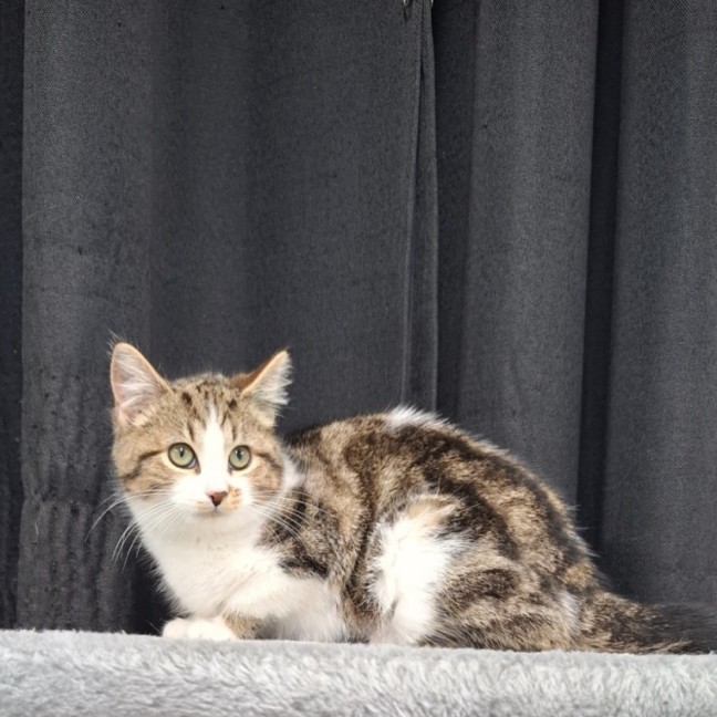 Photo of Sadie