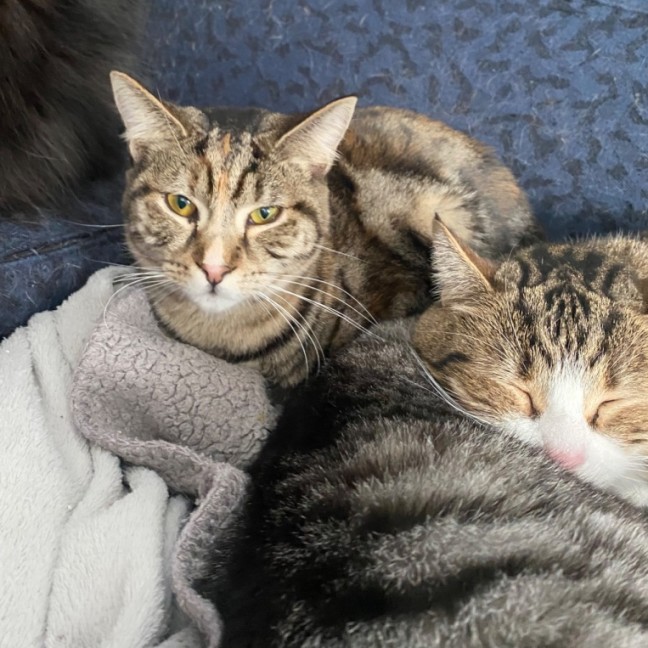 Photo of Caitlyn **2nd Chance Cat Rescue**
