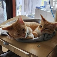 Photo of Blaze And Ember