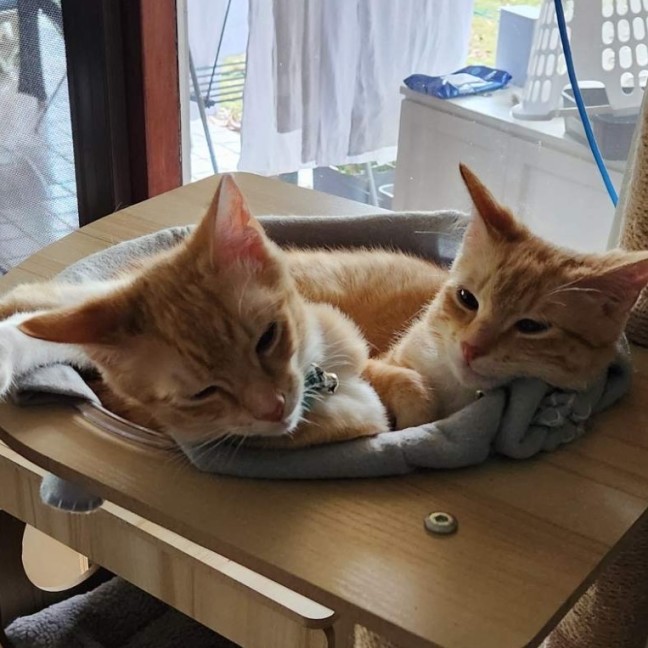 Photo of Blaze And Ember