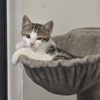 Photo of Meowcolm ** 2nd Chance Cat Rescue **