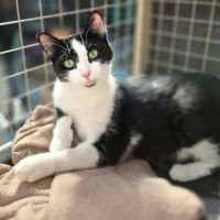 Photo of Elin ** 2nd Chance Cat Rescue *