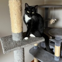 Photo of Ula ** 2nd Chance Cat Rescue **