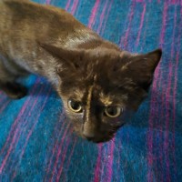 Photo of Bria ** 2nd Chance Cat Rescue**