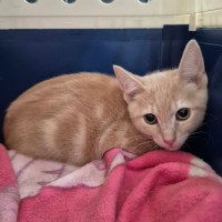 Photo of Bombora ** 2nd Chance Cat Rescue**