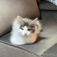 Photo of Aspen