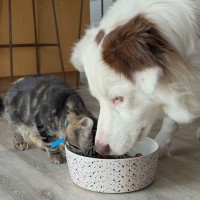 Photo of Pudding ^^Dandy Cat Rescue^^