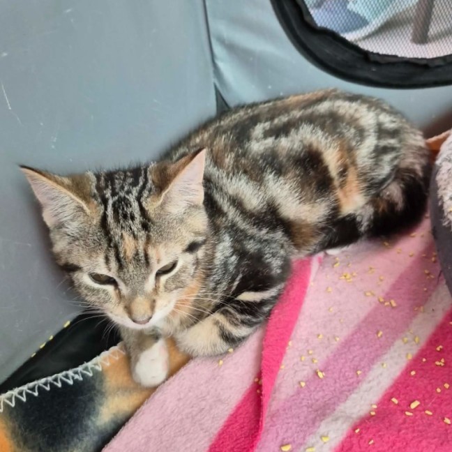 Photo of Whitney ** 2nd Chance Cat Rescue **