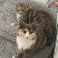 Photo of Chipmunk & Short Socks