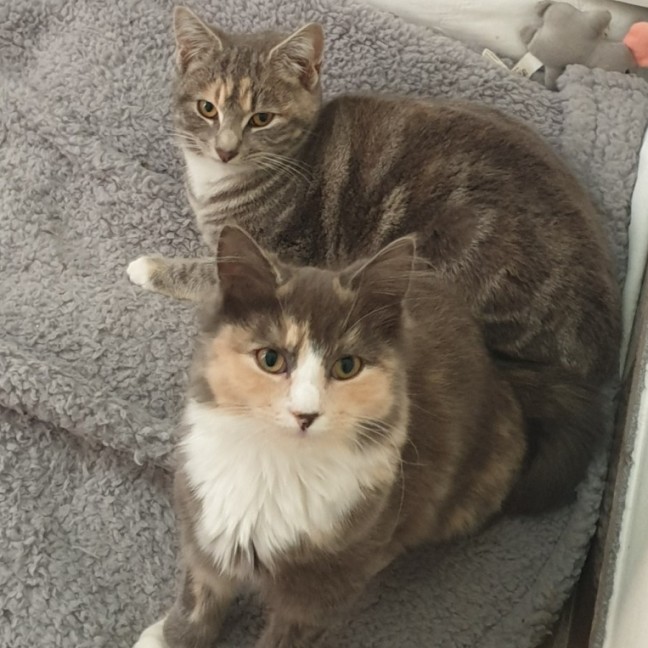 Photo of Chipmunk & Short Socks