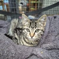 Photo of Sycamore ** 2nd Chance Cat Rescue**
