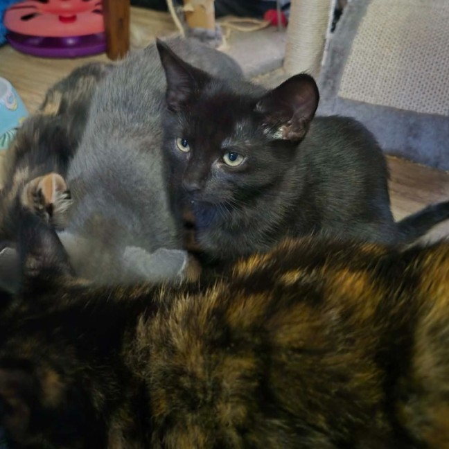 Photo of Viscount Raul ** 2nd Chance Cat Rescue **