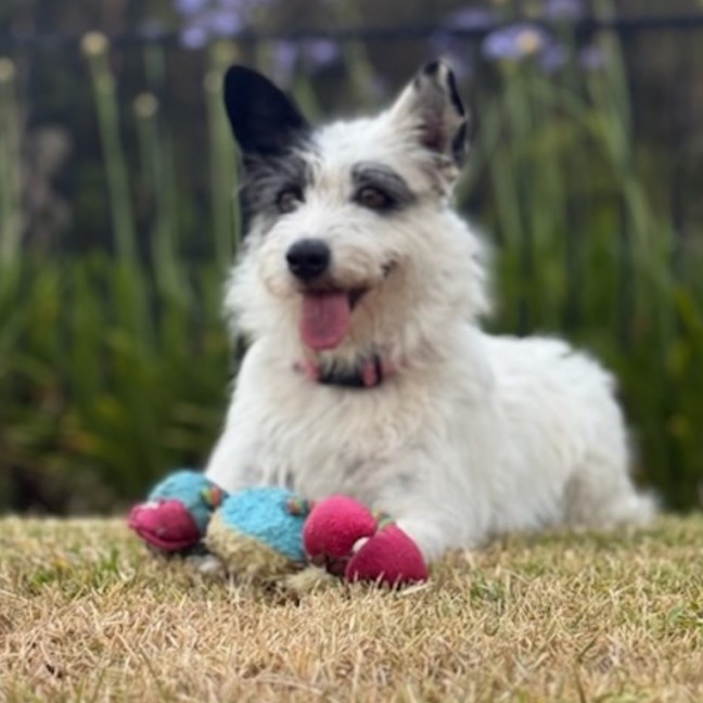 Photo of Rosie 🌹🌞