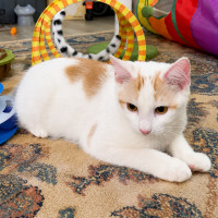 Photo of Simba