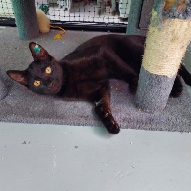 Photo of Tobias ** 2nd Chance Cat Rescue**