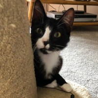 Photo of Sylvester