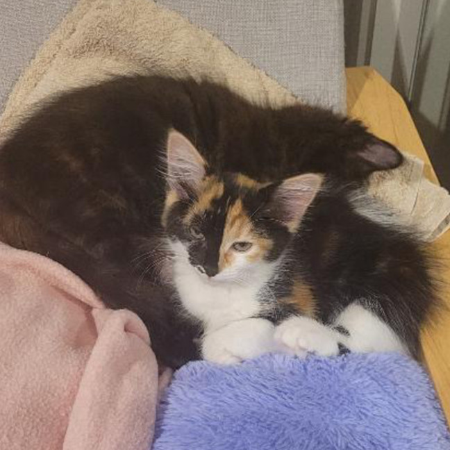 Photo of Nutmeg & Cinnamon