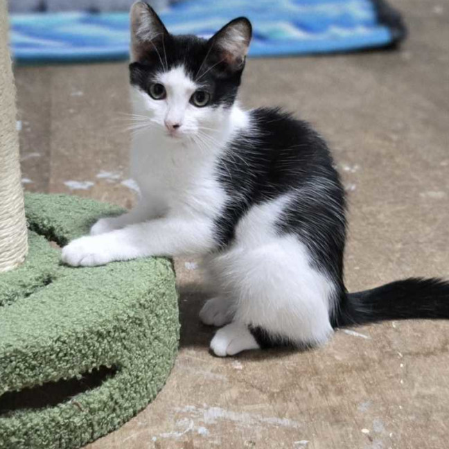 Photo of Cleo