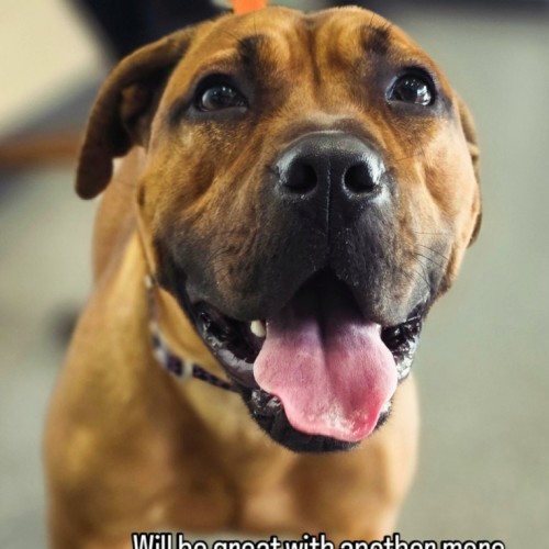 Dixie - Staffordshire Bull Terrier Dog