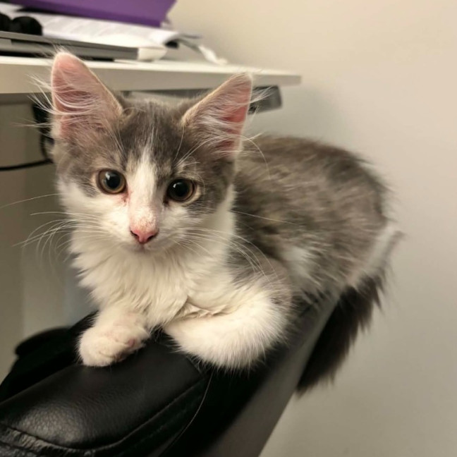 Photo of Cookie