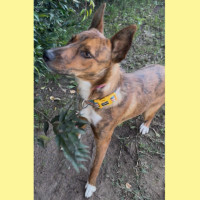 Photo of Vixen