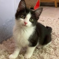 Photo of Cleopatra