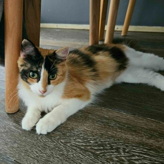 Photo of Elisa ** 2nd Chance Cat Rescue**
