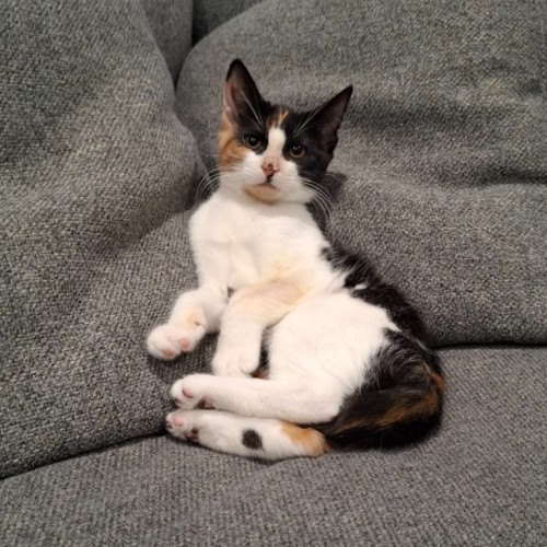 Isabelle - Domestic Short Hair (DSH) Cat