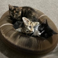 Photo of Robin **2nd Chance Cat Rescue**