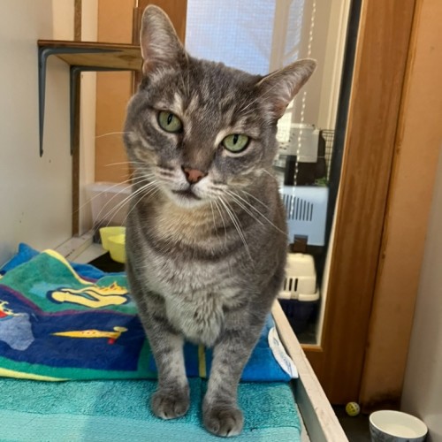 Nola - Domestic Short Hair (DSH) Cat