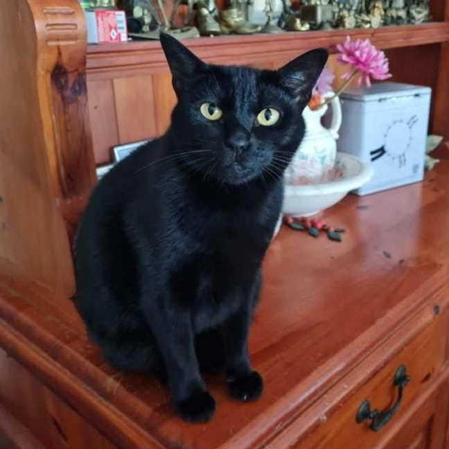 Photo of Lyra