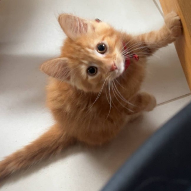 Photo of Buddy   Located In Pakenham