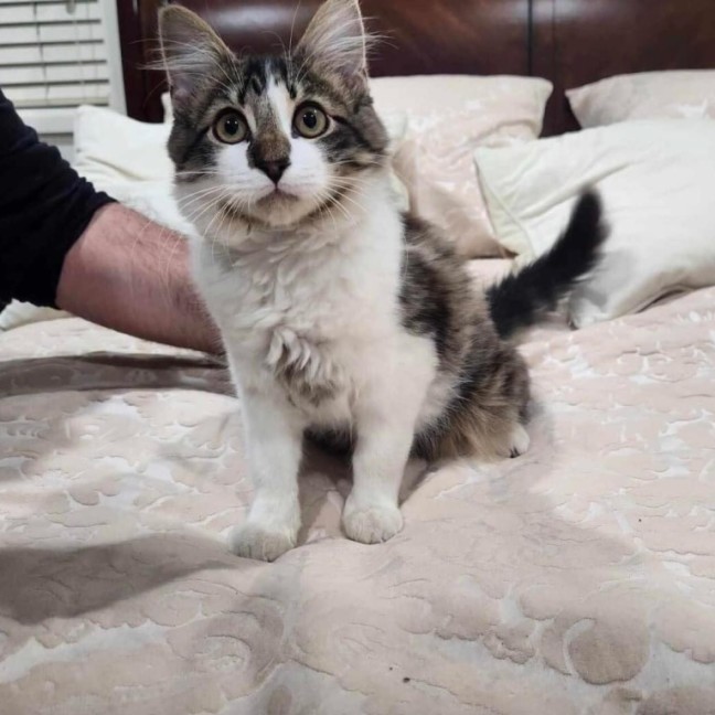 Photo of Optimus Prime