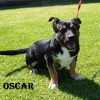Photo of Oscar