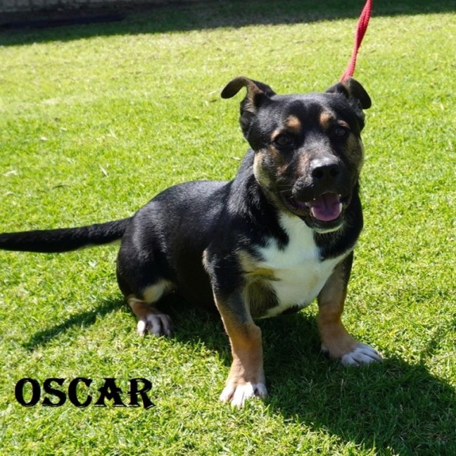 Photo of Oscar